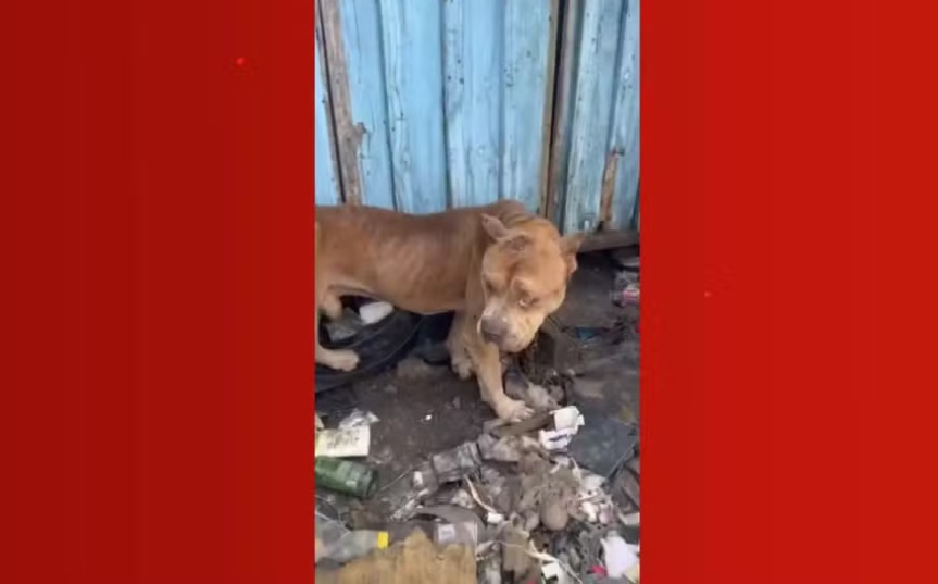 Acorrentados e machucados, seis pitbulls são resgatados em Curitiba